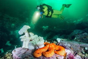 Crédence de cuisine en verre imprimé Plonger Scuba diving in British Columbia