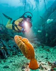 Peel and stick wall murals Diving Scuba diving in British Columbia