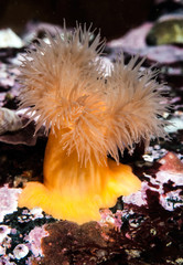 Scuba diving in British Columbia