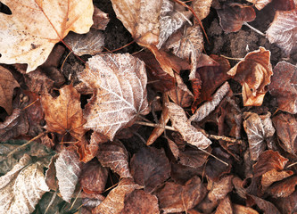Pile of different dry leaves underfoot
