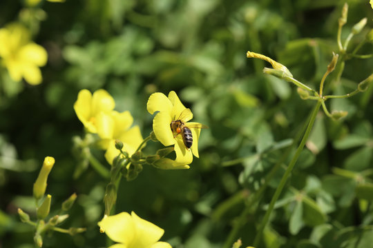 Oxalis y las abejas