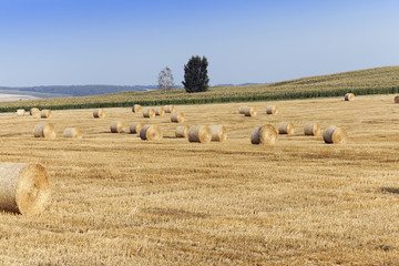 haystacks in a field of straw  