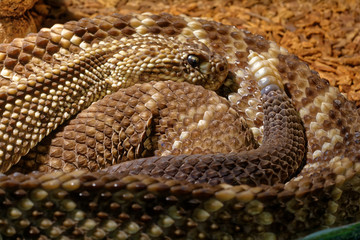 Snake in the terrarium - Tropical rattlesnake
