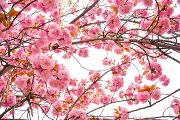 Spring cherry blossom blur background