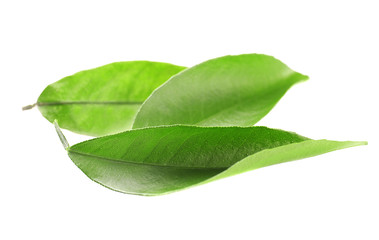 Ficus leaves, isolated on white