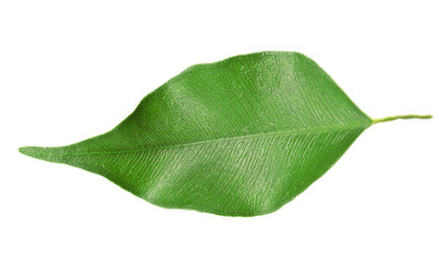 Green tea leaf, isolated on white