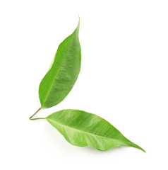 Green tea leaves, isolated on white