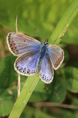 Common Blue butterfly, (Polyommatus icarus) female, basking with wings spread, Cornwall, England, UK.