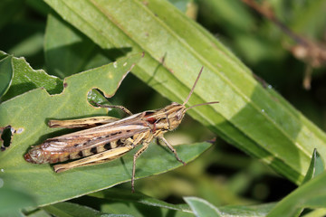 Grasshopper, Cornwall, England, UK.