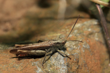 Grasshopper, Cornwall, England, UK.