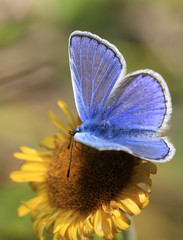 Common Blue butterfly, (Polyommatus icarus) male, feeding on Tansy flower, Cornwall, England, UK.