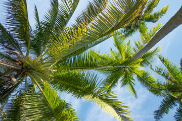 Fototapeta premium Coconut tree