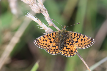 Small Pearl-bordered Fritillary butterfly, (Clossiana selene) basking with spread wings, Cornwall, England, UK.