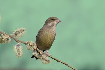 Obraz premium Greenfinch, Carduelis chloris