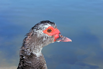 profil du canard
