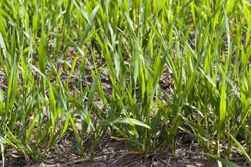 Agriculture. cereals. Spring  