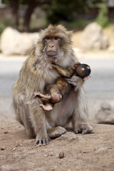 female with young Barbary Ape, Macaca Sylvanus, Atlas Mountains, Morocco