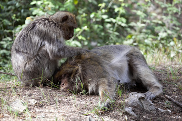 Mutual hair care Barbary Ape, Macaca Sylvanus, Atlas Mountains, Morocco