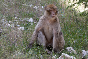 Young Barbary Ape, Macaca Sylvanus, Atlas Mountains, Morocco