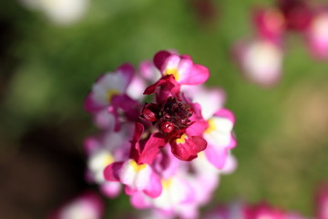 Linaria flower