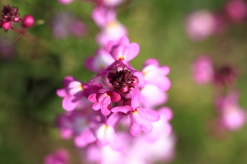 Linaria flower