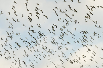 Flock of geese.