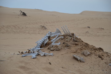 camel skeleton in the desert