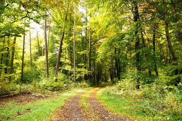 gelb grüner Laubwald im Herbst mit Waldweg
