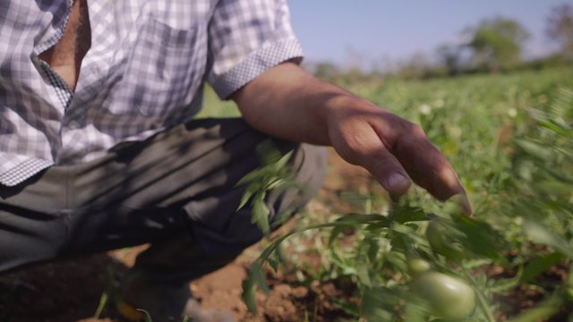 Farming and cultivations in Latin America. Farmer walking in tomato field, inspecting the quality of plants and vegetables. He checks that there are no pest on leaves. Low angle, closeup shot.