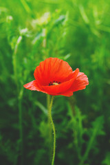 wild poppy flower on field