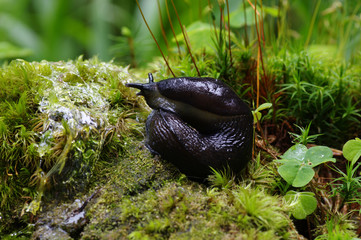 slug in forest