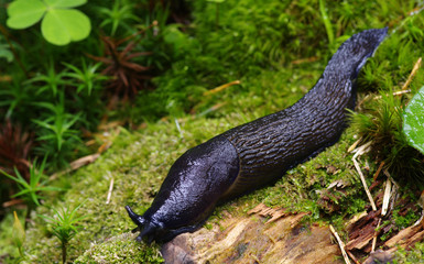 slug in forest