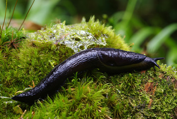 slug in forest