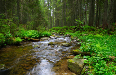  Stream in the wood