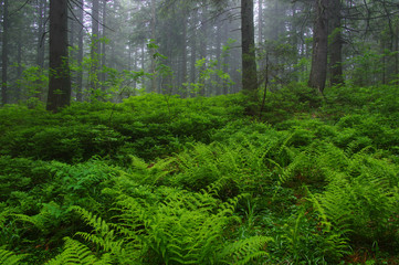 Fototapeta premium Trees in forest