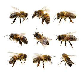Fototapeta Set of bee obraz