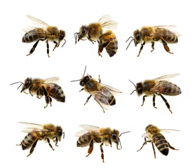 Foto op Plexiglas Bij Set van bijen