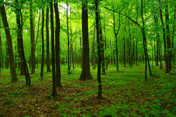 Obraz premium beautiful green forest