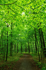 Obraz premium green forest
