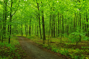 Obraz na płótnie Canvas green forest
