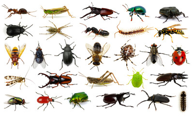  Set of insects