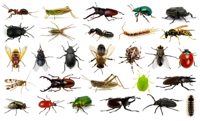 Foto op Canvas  Set of insects © Alekss