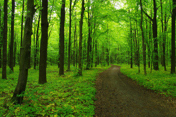 green forest