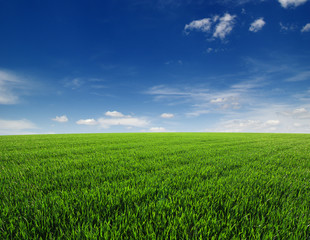 Obraz premium field and sky
