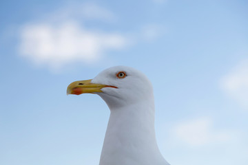 Seagull standing on a rock