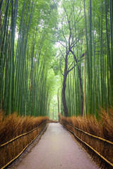 Obraz premium Path to bamboo forest, Arashiyama, Kyoto, Japan