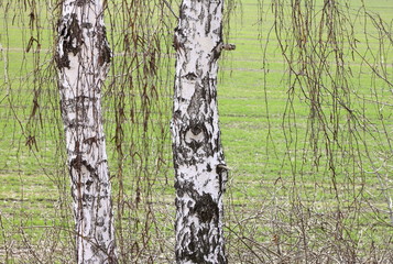 Close-up of a birch wood in spring