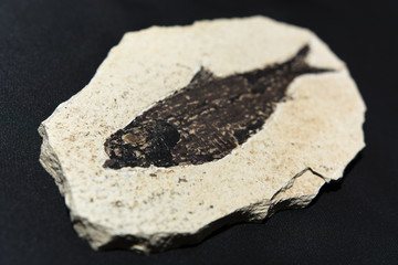 fossilized fish from the Tertiary Knightia eocaena