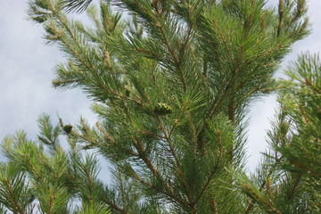 Obraz premium Summer needles