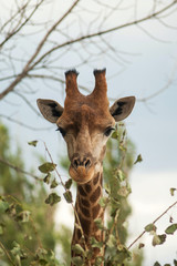 Obraz premium Giraffe head. 